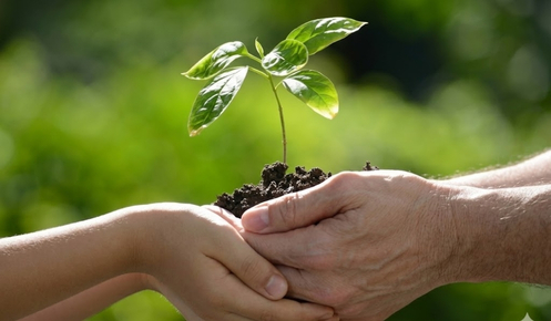 Hands holding small plant sprout